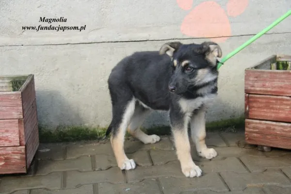 Pies do adopcji, Nowy Dwór Mazowiecki, 8 marca 2023 (1/5)
