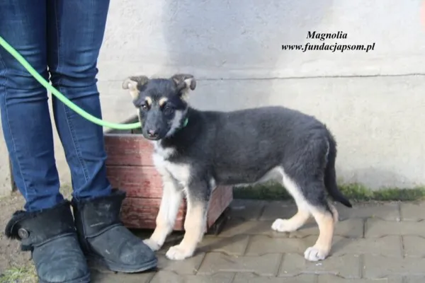 Pies do adopcji, Nowy Dwór Mazowiecki, 8 marca 2023 (2/5)