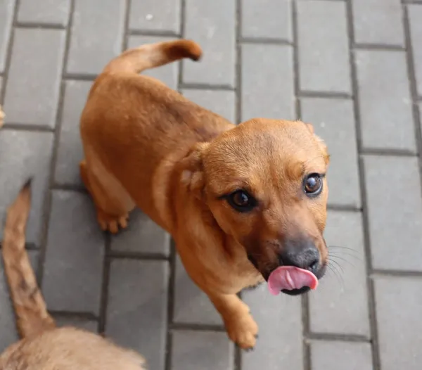 Pies do adopcji, Częstochowa, 28 listopada 2022 (2/2)
