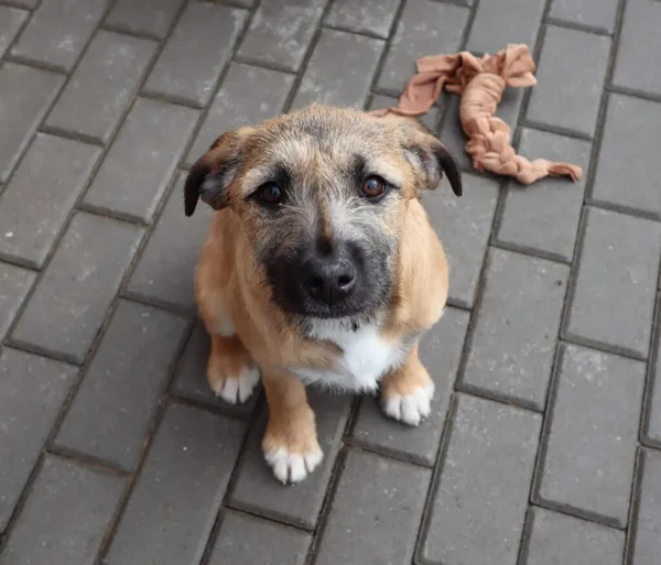 Pies do adopcji, Częstochowa, 28 listopada 2022 (1/2)