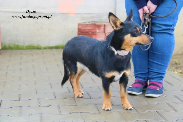Pies do adopcji, Nowy Dwór Mazowiecki, 9 marca 2023 (2/5)