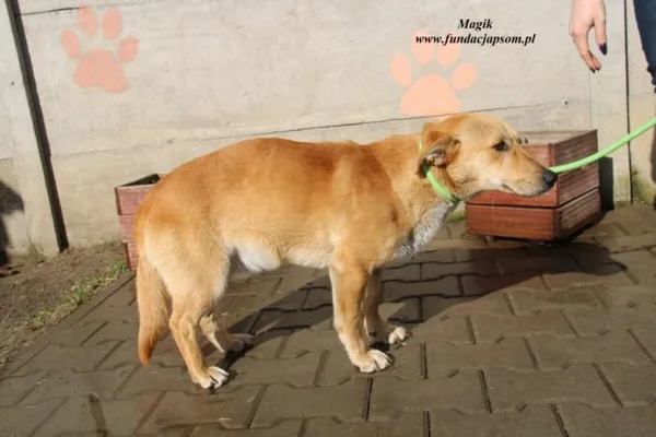 Pies do adopcji, Nowy Dwór Mazowiecki, 8 marca 2023 (1/4)