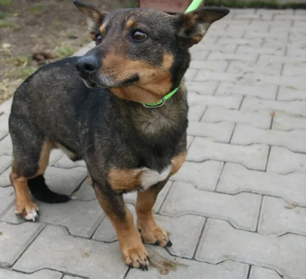 Pies do adopcji, Nowy Dwór Mazowiecki, 27 lutego 2023 (2/4)