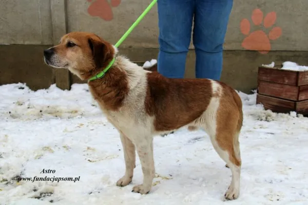 Pies do adopcji, Nowy Dwór Mazowiecki, 7 lutego 2023 (2/5)