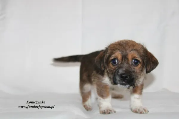 Pies do adopcji, Nowy Dwór Mazowiecki, 30 stycznia 2023 (4/5)