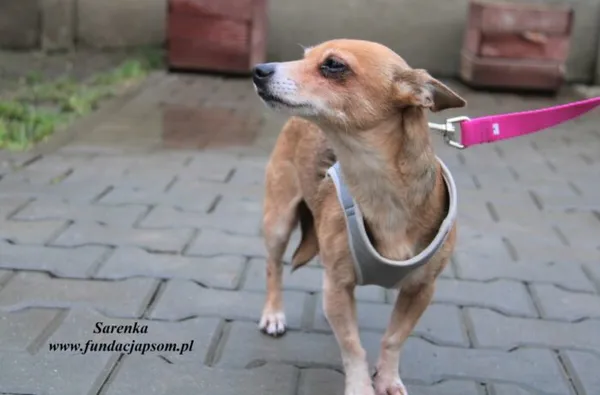 Pies do adopcji, Nowy Dwór Mazowiecki, 30 grudnia 2022 (1/5)