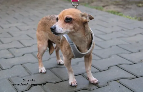Pies do adopcji, Nowy Dwór Mazowiecki, 30 grudnia 2022 (2/5)