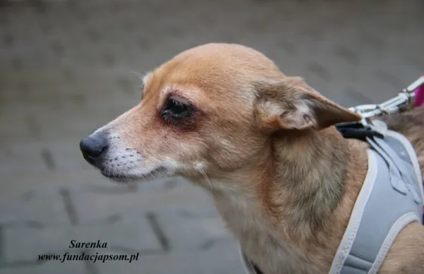 Pies do adopcji, Nowy Dwór Mazowiecki, 30 grudnia 2022 (4/5)