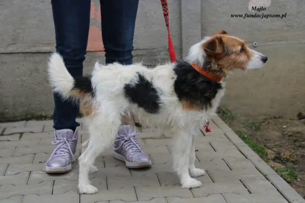 Pies do adopcji, Nowy Dwór Mazowiecki, 27 grudnia 2022 (2/5)