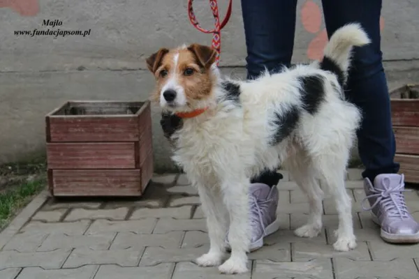 Pies do adopcji, Nowy Dwór Mazowiecki, 27 grudnia 2022 (3/5)
