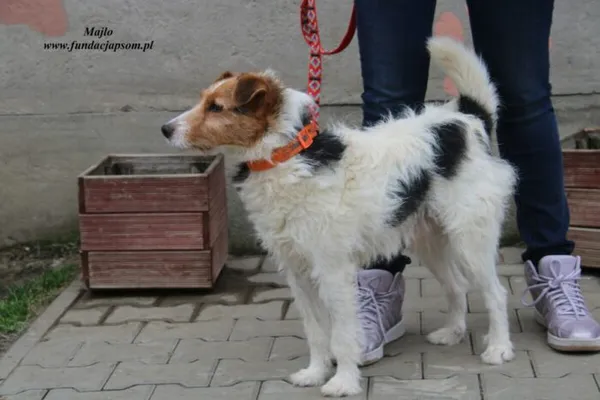 Pies do adopcji, Nowy Dwór Mazowiecki, 27 grudnia 2022 (4/5)