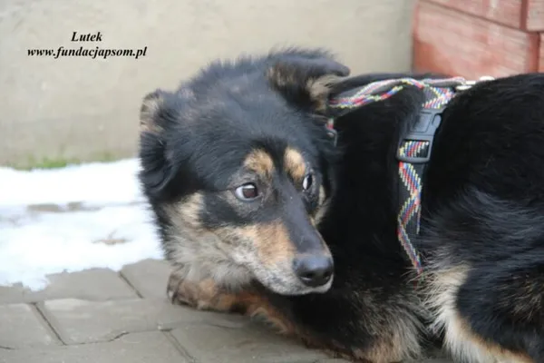 Pies do adopcji, Nowy Dwór Mazowiecki, 22 grudnia 2022 (3/5)