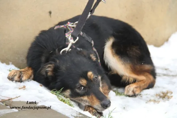 Pies do adopcji, Nowy Dwór Mazowiecki, 22 grudnia 2022 (5/5)