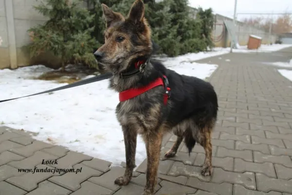 Pies do adopcji, Nowy Dwór Mazowiecki, 22 grudnia 2022 (1/5)