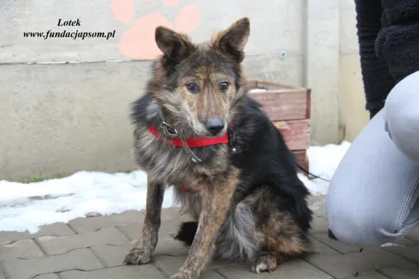 Pies do adopcji, Nowy Dwór Mazowiecki, 22 grudnia 2022 (2/5)
