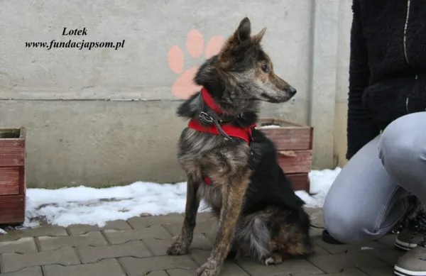 Pies do adopcji, Nowy Dwór Mazowiecki, 22 grudnia 2022 (3/5)