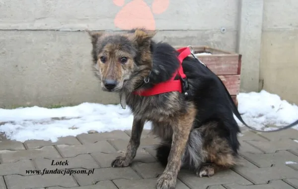 Pies do adopcji, Nowy Dwór Mazowiecki, 22 grudnia 2022 (4/5)
