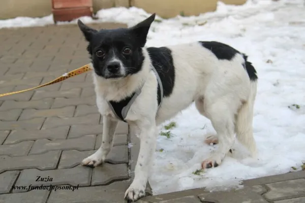 Pies do adopcji, Nowy Dwór Mazowiecki, 22 grudnia 2022 (1/5)