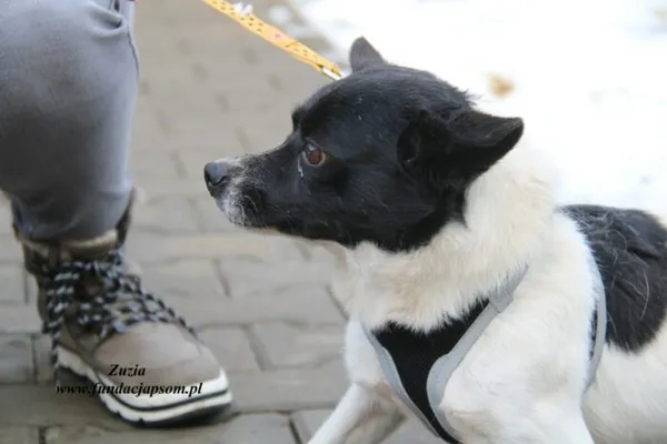 Pies do adopcji, Nowy Dwór Mazowiecki, 22 grudnia 2022 (2/5)