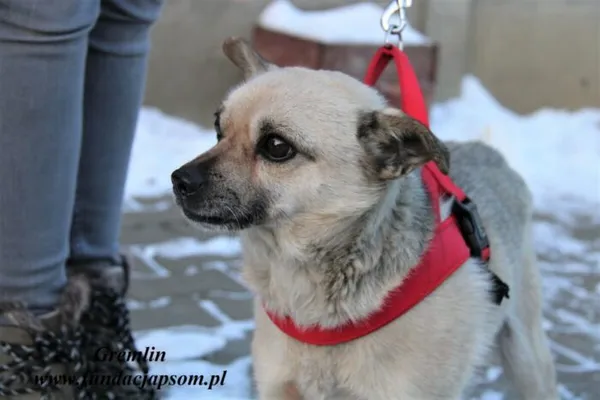 Pies do adopcji, Nowy Dwór Mazowiecki, 19 grudnia 2022 (4/5)