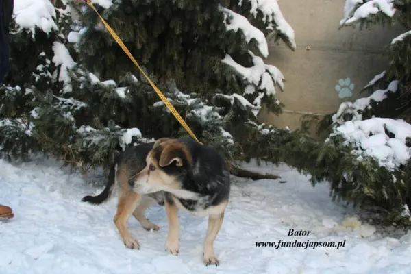 Pies do adopcji, Nowy Dwór Mazowiecki, 19 grudnia 2022 (2/5)