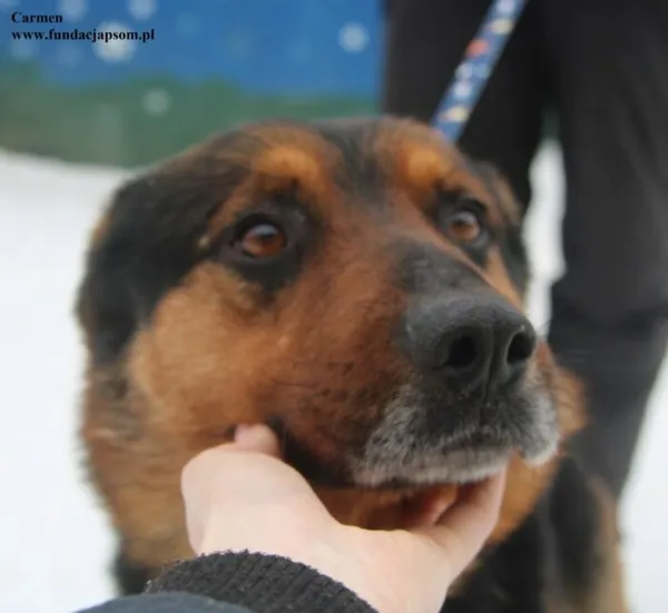 Pies do adopcji, Nowy Dwór Mazowiecki, 6 lutego 2026 (1/5)