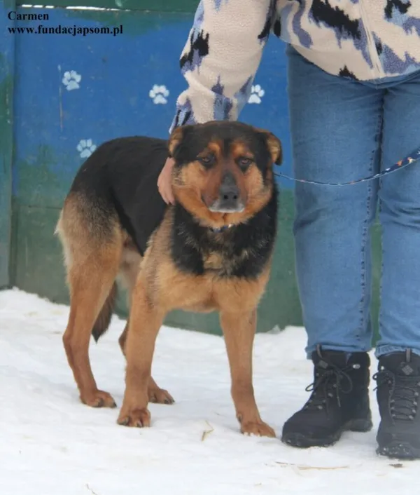 Pies do adopcji, Nowy Dwór Mazowiecki, 6 lutego 2026 (2/5)