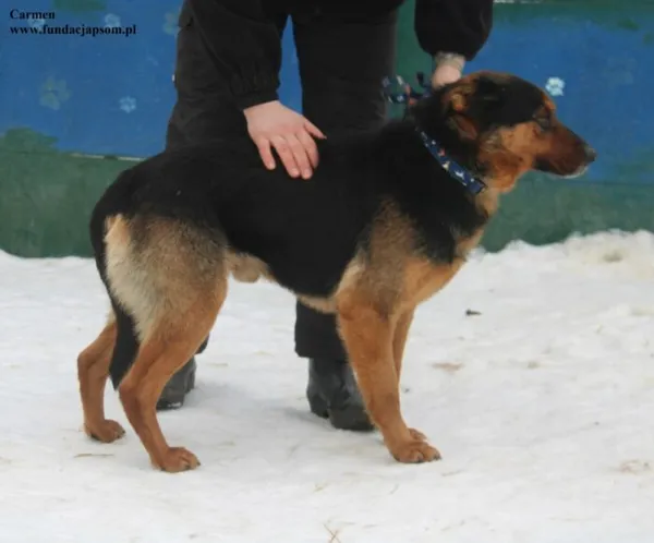 Pies do adopcji, Nowy Dwór Mazowiecki, 6 lutego 2026 (5/5)