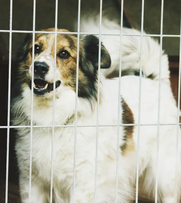 Pies do adopcji, Konin, 27 listopada 2014 (2/5)