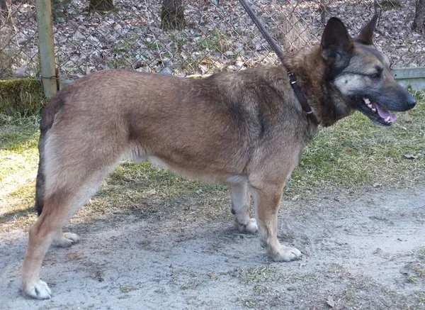 Znaleziono psa, Nowa Krępa, 22 marca 2022