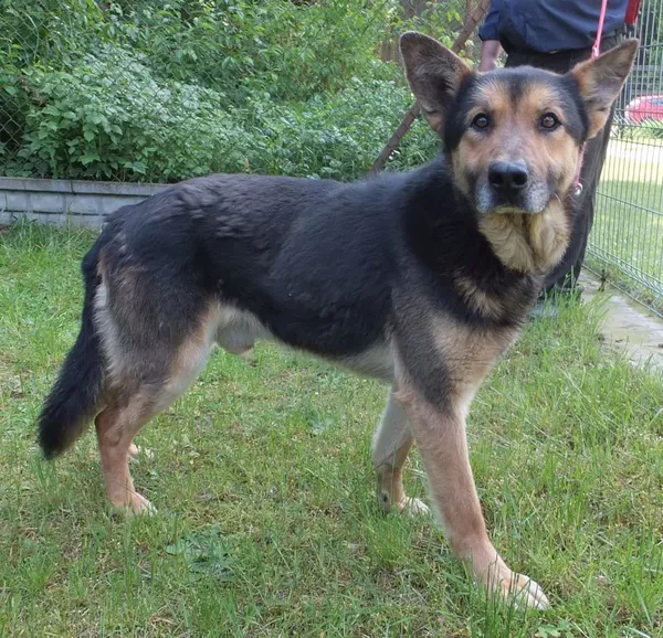 Znaleziono psa, Nowa Krępa, 2 czerwca 2021