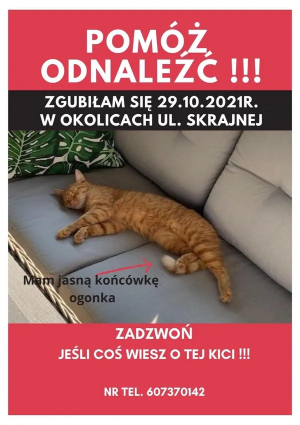 Zaginął kot, Łódź, 29 grudnia 2021