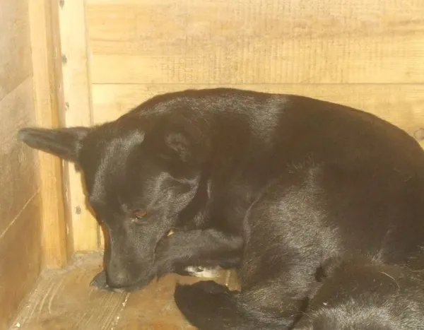Znaleziono psa, Nowa Krępa, 21 sierpnia 2019 (1/2)
