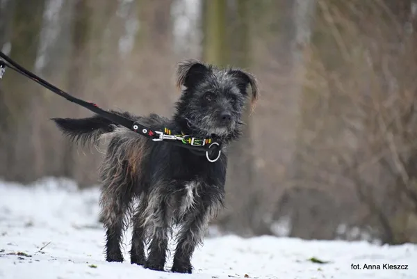 Znaleziono psa, Toruń, 15 grudnia 2022