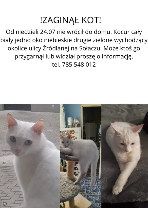Zaginął kot, Poznań, 2 sierpnia 2022 (1/3)