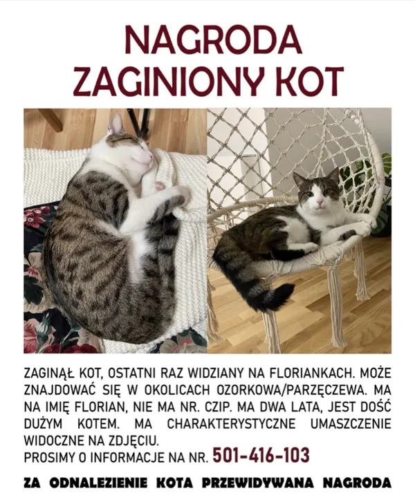 Zaginął kot, Łódź, 24 maja 2022