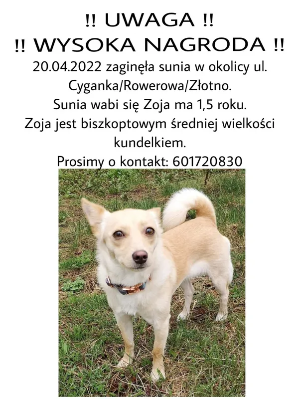 Zaginął pies, Łódź, 21 kwietnia 2022