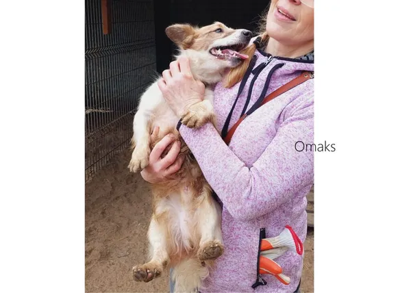 Pies do adopcji, Przyborówko, 10 marca 2023 (3/3)