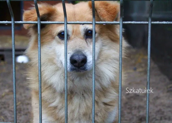 Pies do adopcji, Przyborówko, 5 czerwca 2023 (4/4)