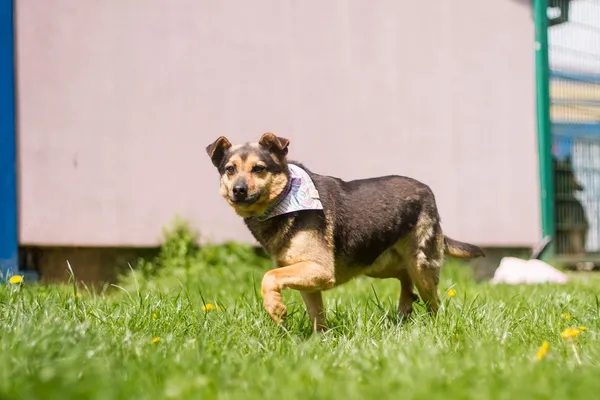 Pies do adopcji, Tychy, 14 lipca 2020