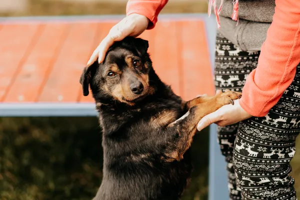 Pies do adopcji, Czartki, 29 kwietnia 2019 (2/5)