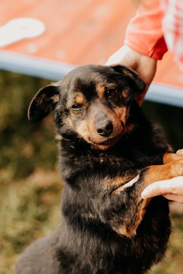 Pies do adopcji, Czartki, 29 kwietnia 2019 (3/5)