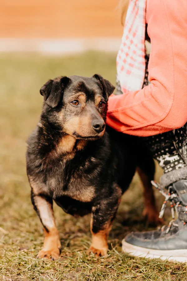 Pies do adopcji, Czartki, 29 kwietnia 2019 (4/5)