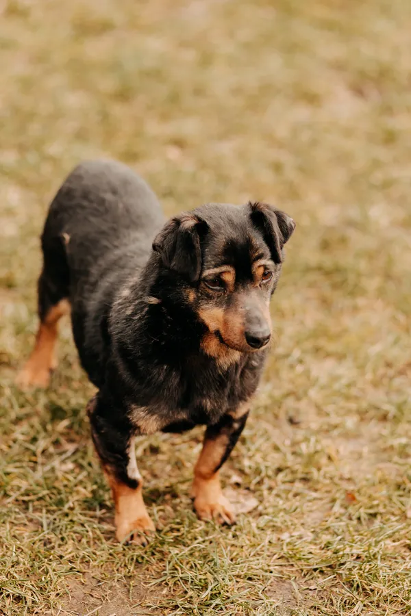 Pies do adopcji, Czartki, 29 kwietnia 2019 (5/5)
