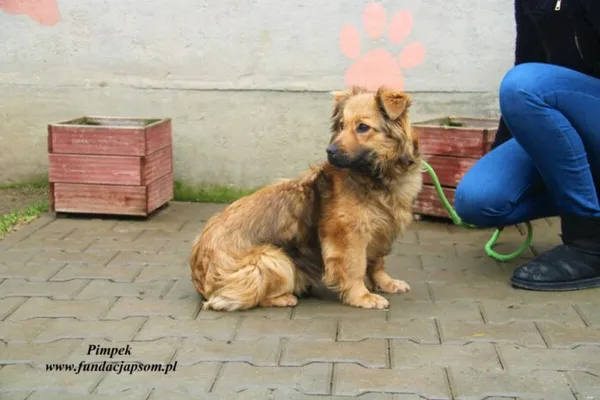 Pies do adopcji, Nowy Dwór Mazowiecki, 13 marca 2023 (1/5)