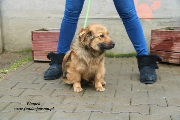 Pies do adopcji, Nowy Dwór Mazowiecki, 13 marca 2023 (3/5)