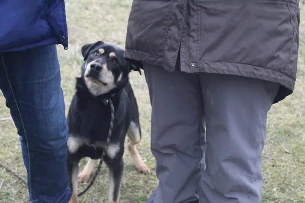 Pies do adopcji, Bełchatów, 5 października 2022 (2/5)