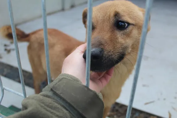 Pies do adopcji, Bełchatów, 30 sierpnia 2022 (2/5)