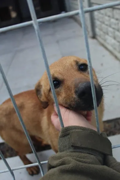 Pies do adopcji, Bełchatów, 30 sierpnia 2022 (3/5)