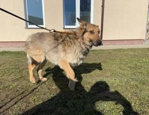 Znaleziono psa, Świdnica, 2 marca 2023